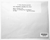 Phragmidium potentillae image